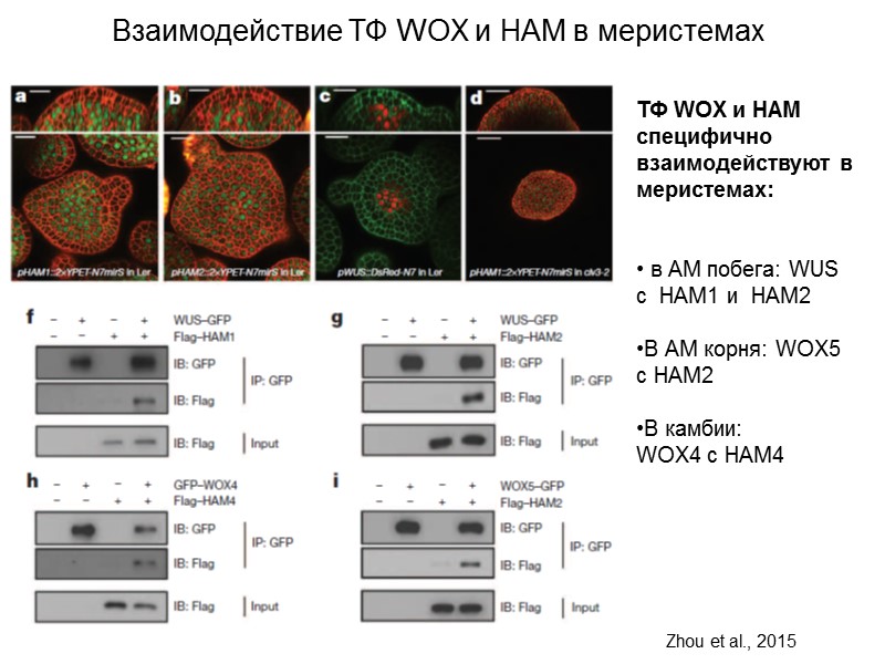 Взаимодействие ТФ WOX и HAM в меристемах ТФ WOX и НАМ специфично взаимодействуют в